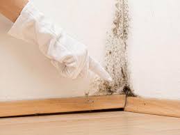 Mold Remediation for Rental Properties in Lake Erie Beach, NY